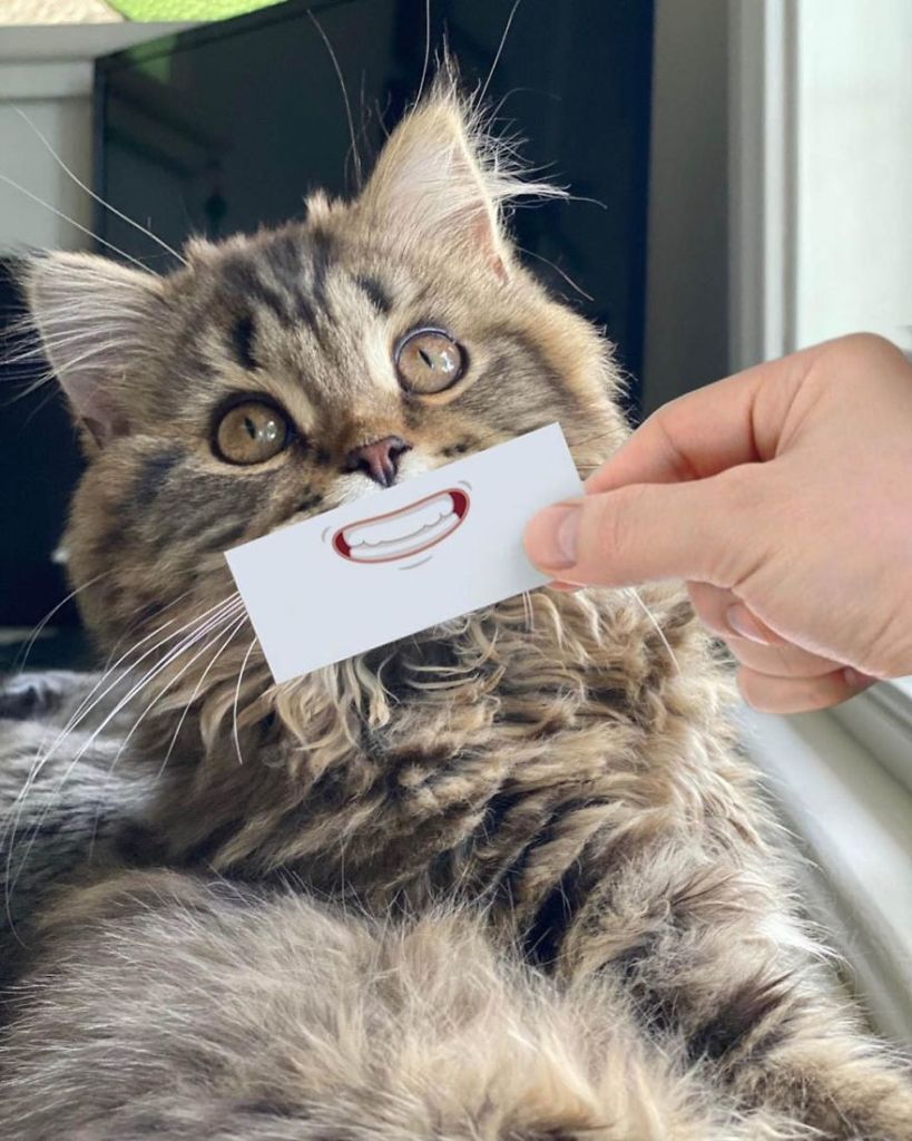 1658982766 835 hombre pone recortes en la cara de sus gatos para