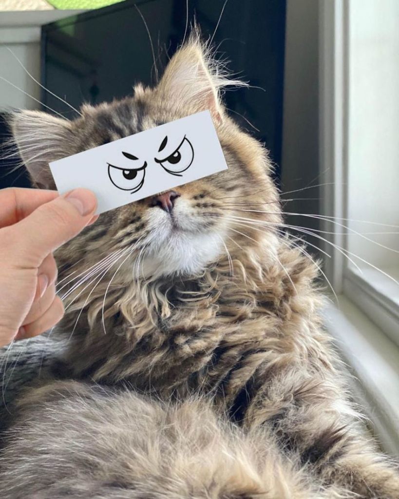 1658982766 875 hombre pone recortes en la cara de sus gatos para
