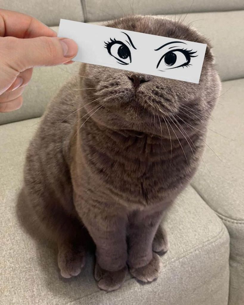 1658982767 131 hombre pone recortes en la cara de sus gatos para