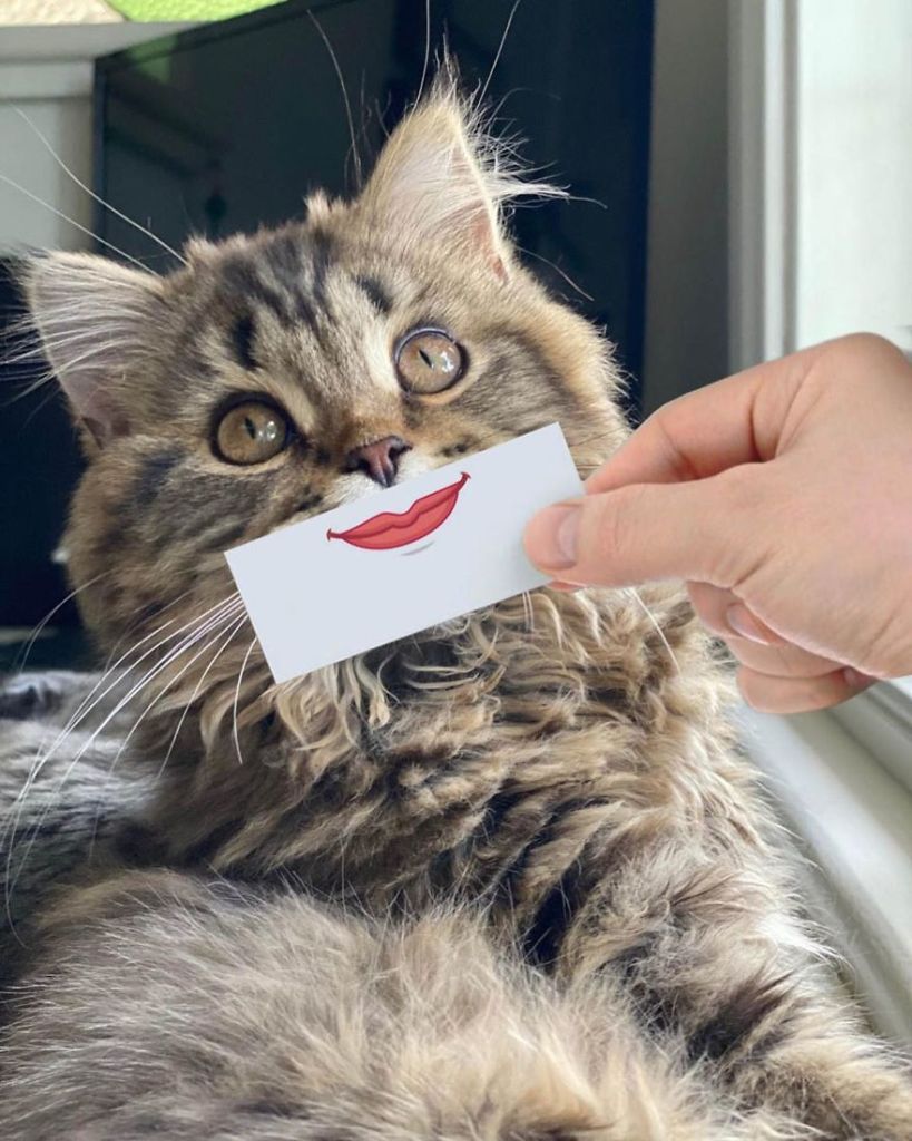 1658982767 244 hombre pone recortes en la cara de sus gatos para