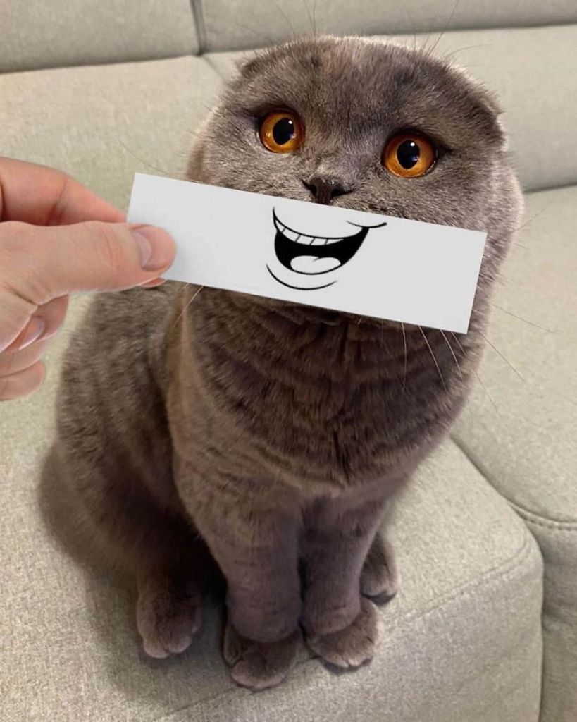 1658982767 702 hombre pone recortes en la cara de sus gatos para