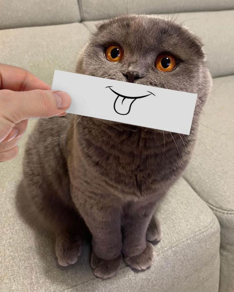 1658982767 714 hombre pone recortes en la cara de sus gatos para