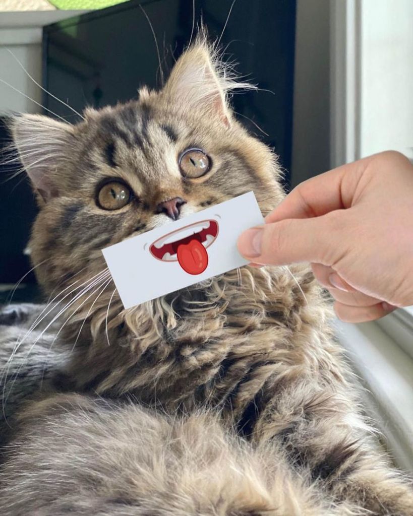 1658982767 755 hombre pone recortes en la cara de sus gatos para