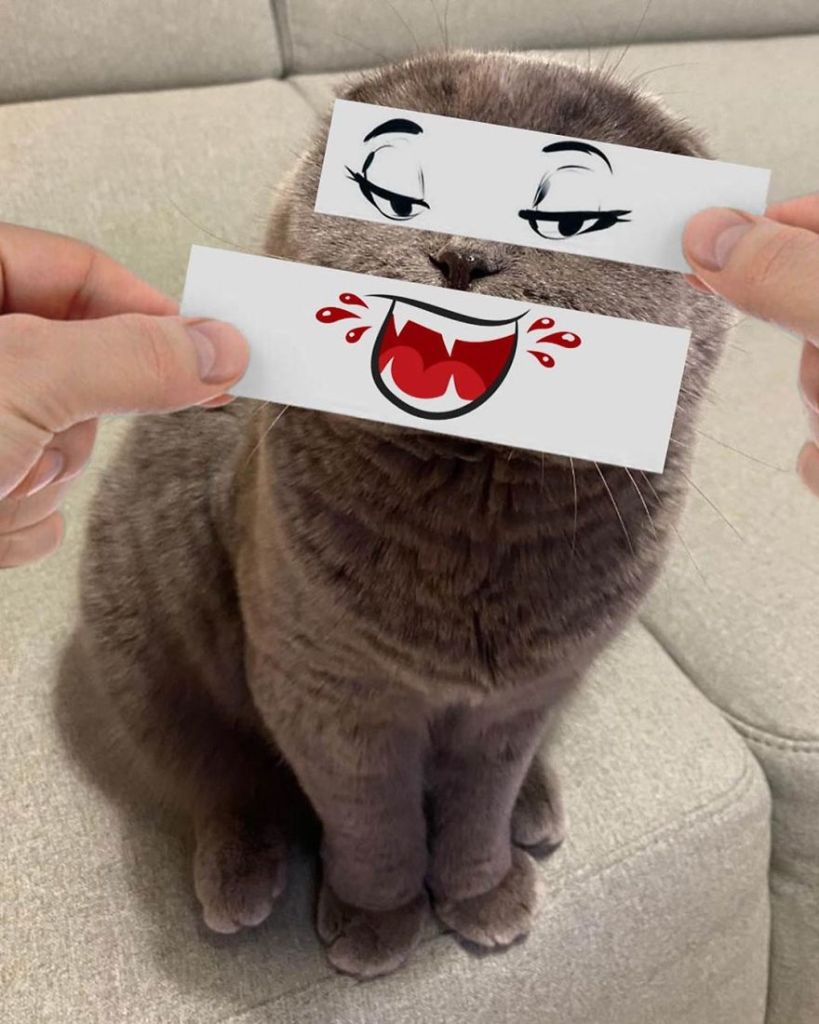 1658982768 2 hombre pone recortes en la cara de sus gatos para