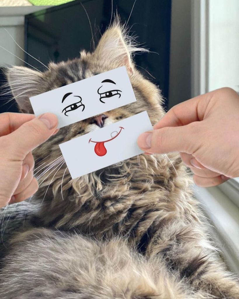 1658982768 406 hombre pone recortes en la cara de sus gatos para