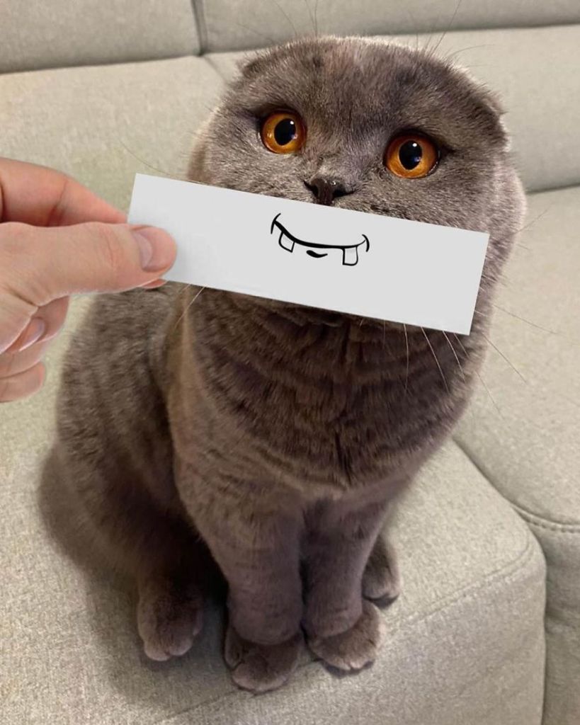 1658982768 595 hombre pone recortes en la cara de sus gatos para