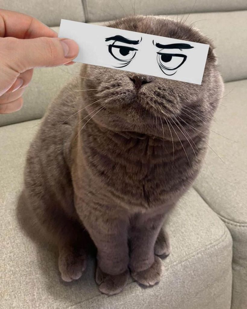 1658982768 962 hombre pone recortes en la cara de sus gatos para