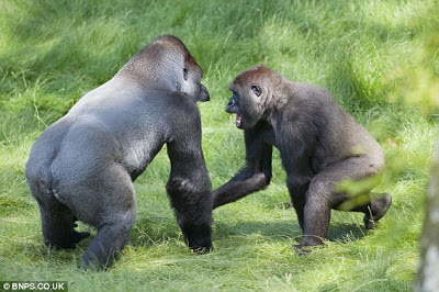 1659154351 96 desgarrador momento de dos gorilas abrazandose despues de 3 anos