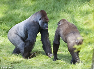 1659154352 583 desgarrador momento de dos gorilas abrazandose despues de 3 anos