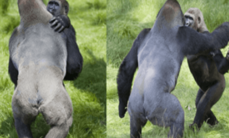 Desgarrador momento de dos gorilas abrazándose después de 3 años de diferencia 1 1659154353 desgarrador momento de dos gorilas abrazandose despues de 3 anos