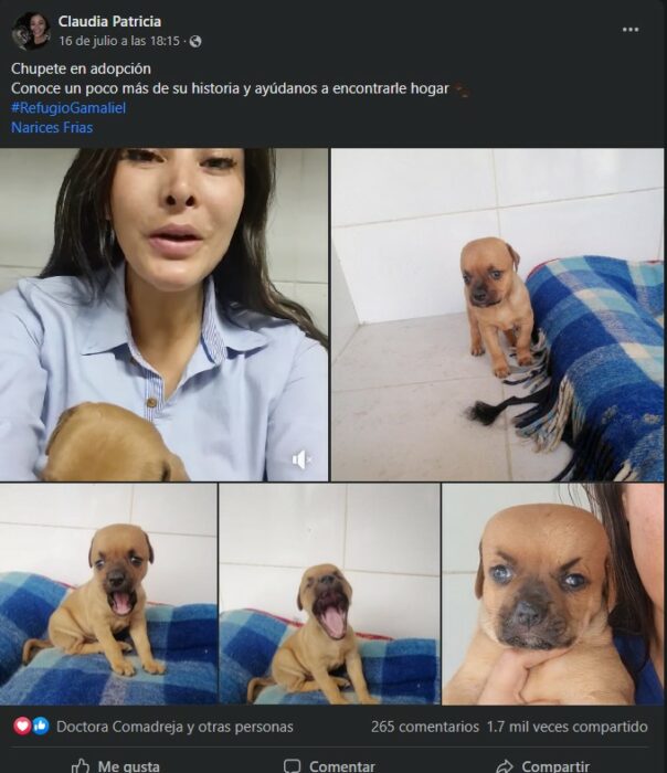 1659242495 614 chupete el cachorro que nadie quiere adoptar por el tamano