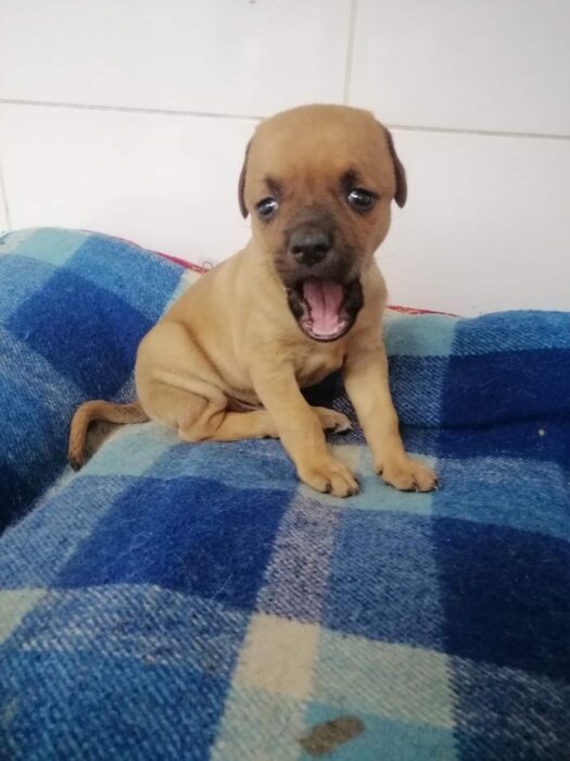 1659242495 729 chupete el cachorro que nadie quiere adoptar por el tamano