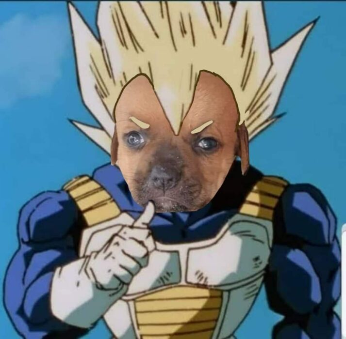 1659242496 211 chupete el cachorro que nadie quiere adoptar por el tamano