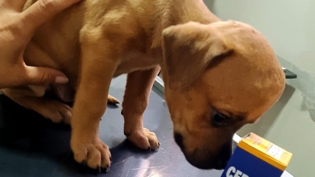 1659242496 756 chupete el cachorro que nadie quiere adoptar por el tamano
