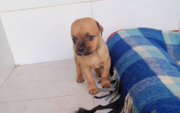 Por hidrocefalia, el perro se convierte en blanco de memes y comentarios groseros