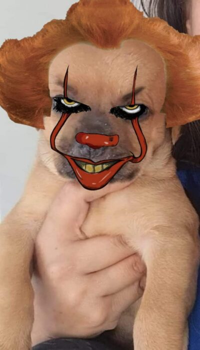 1659242497 518 chupete el cachorro que nadie quiere adoptar por el tamano