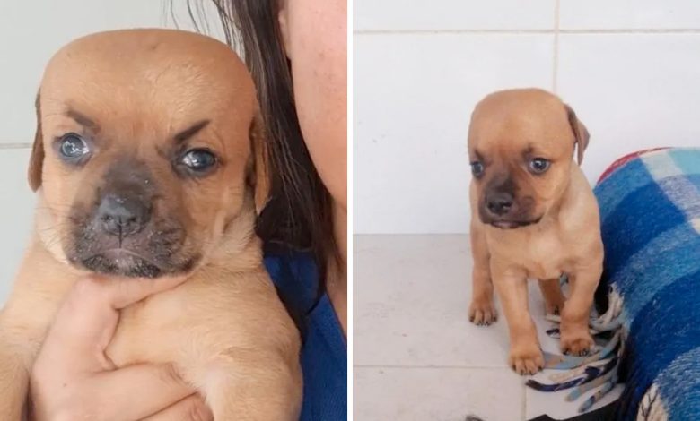 Chupete, el cachorro que nadie quiere adoptar por el tamaño de su cabeza 1 1659242498 chupete el cachorro que nadie quiere adoptar por el tamano