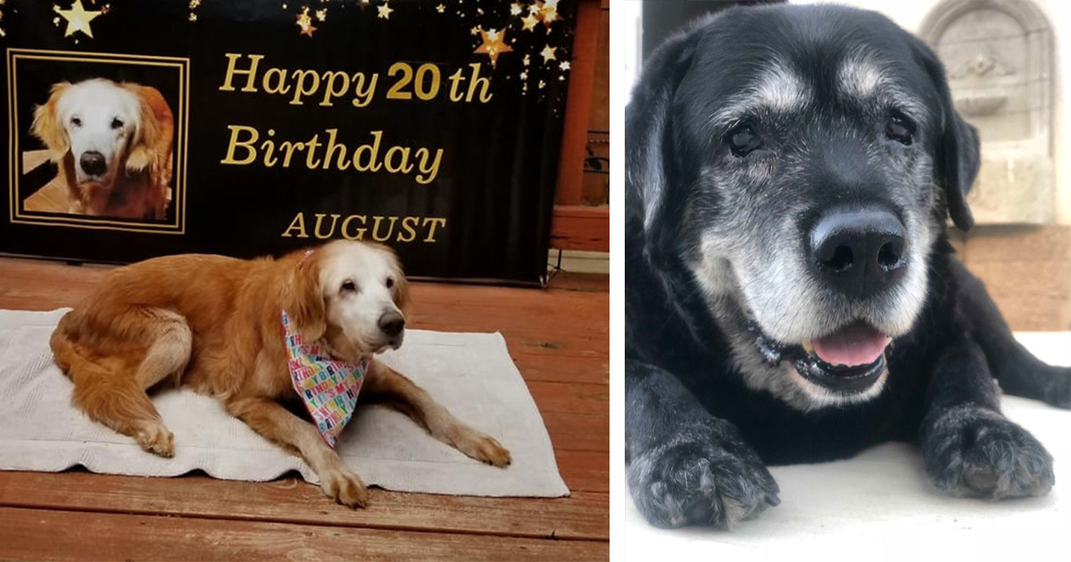 25 hermosas fotos de cachorros mayores que son buenos niños 1 25 hermosas fotos de cachorros mayores que son buenos ninos