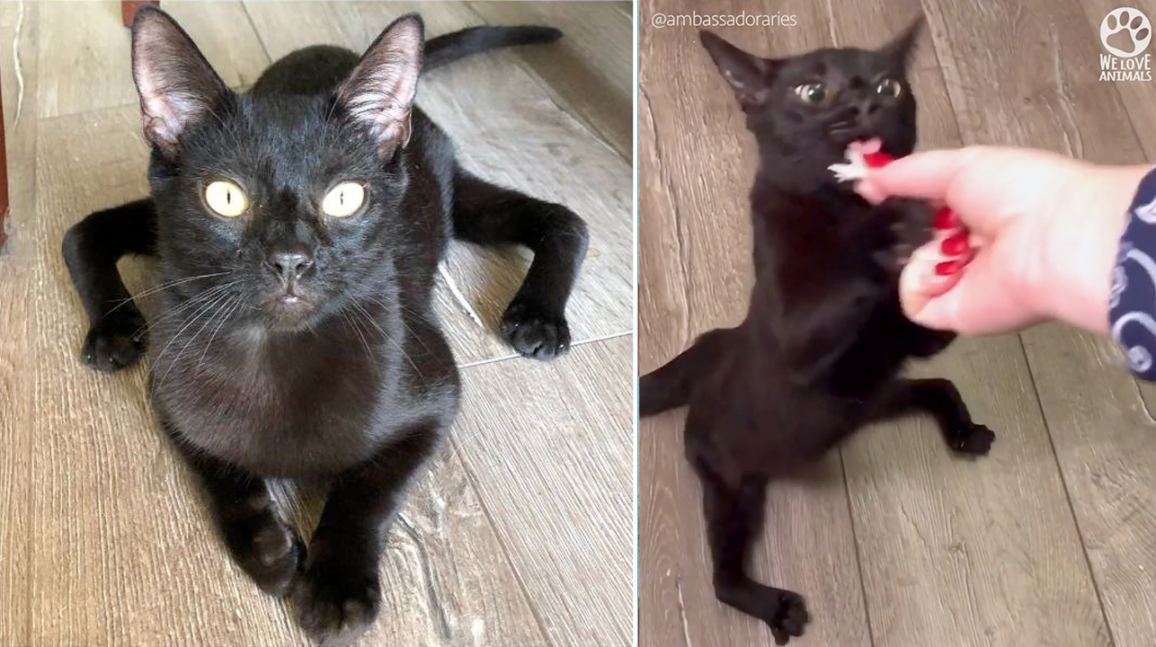 Aries, el adorable gato con patas de araña que se volvió viral 1 Aries el adorable gato con patas de arana que se