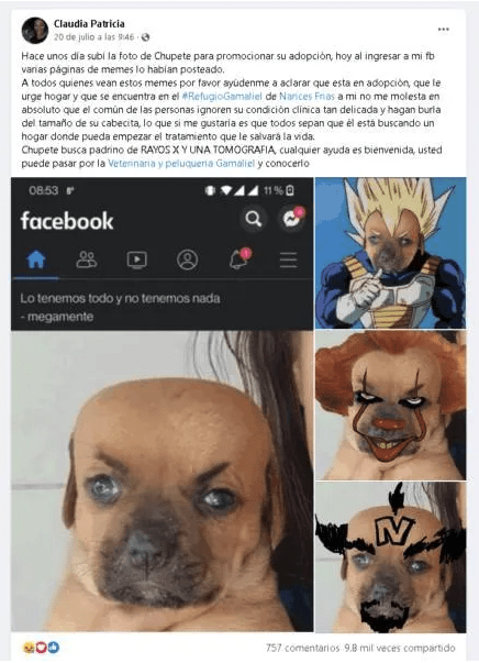 Chupete el cachorro que nadie quiere adoptar por el tamano