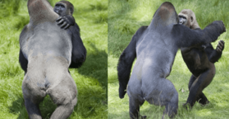 Desgarrador momento de dos gorilas abrazandose despues de 3 anos