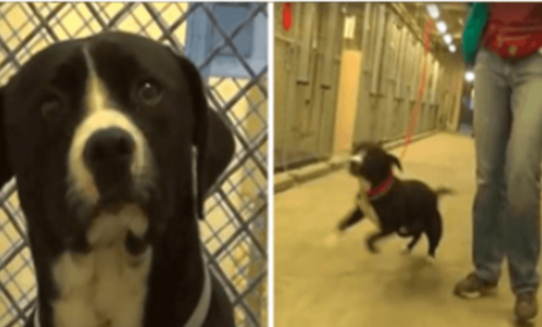 El perro condenado a muerte se da cuenta de que ha sido adoptado y literalmente salta de alegría 1 El perro condenado a muerte se da cuenta de que