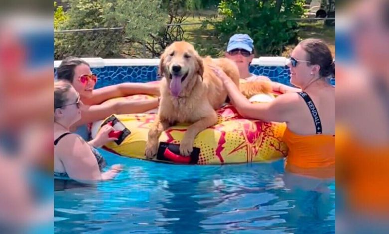 El perro se encuentra en una fiesta en la piscina