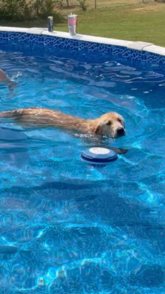 El perro se encuentra en una fiesta en la piscina