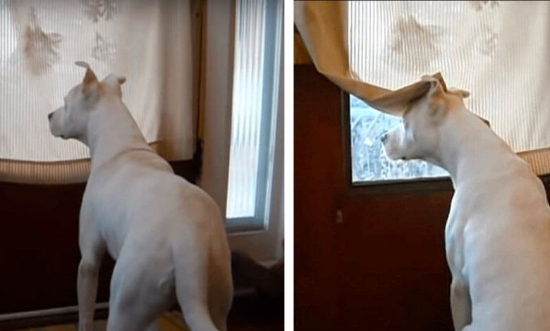 El perro sordo no puede ocultar su emoción cuando su padre soldado llega a casa de la misión. 1 El perro sordo no puede ocultar su emocion cuando su