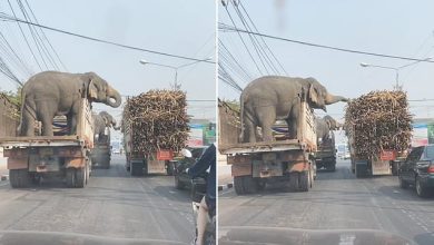 Elefantes roban cana de azucar mientras viajan en camiones separados