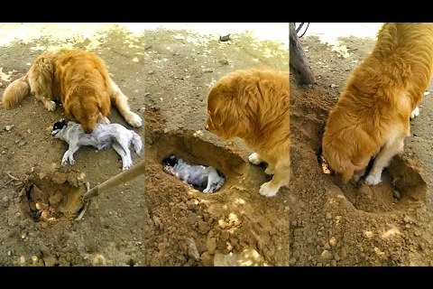 Golden retriever se niega a enterrar a su mejor amigo