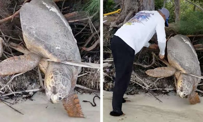 Hombre encuentra tortuga marina cautiva casi sin vida y la