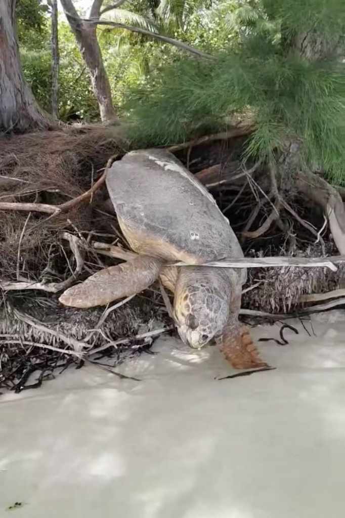 Hombre encuentra tortuga marina cautiva casi sin vida y la