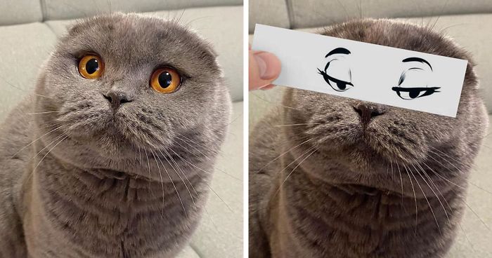 Hombre pone recortes en la cara de sus gatos para