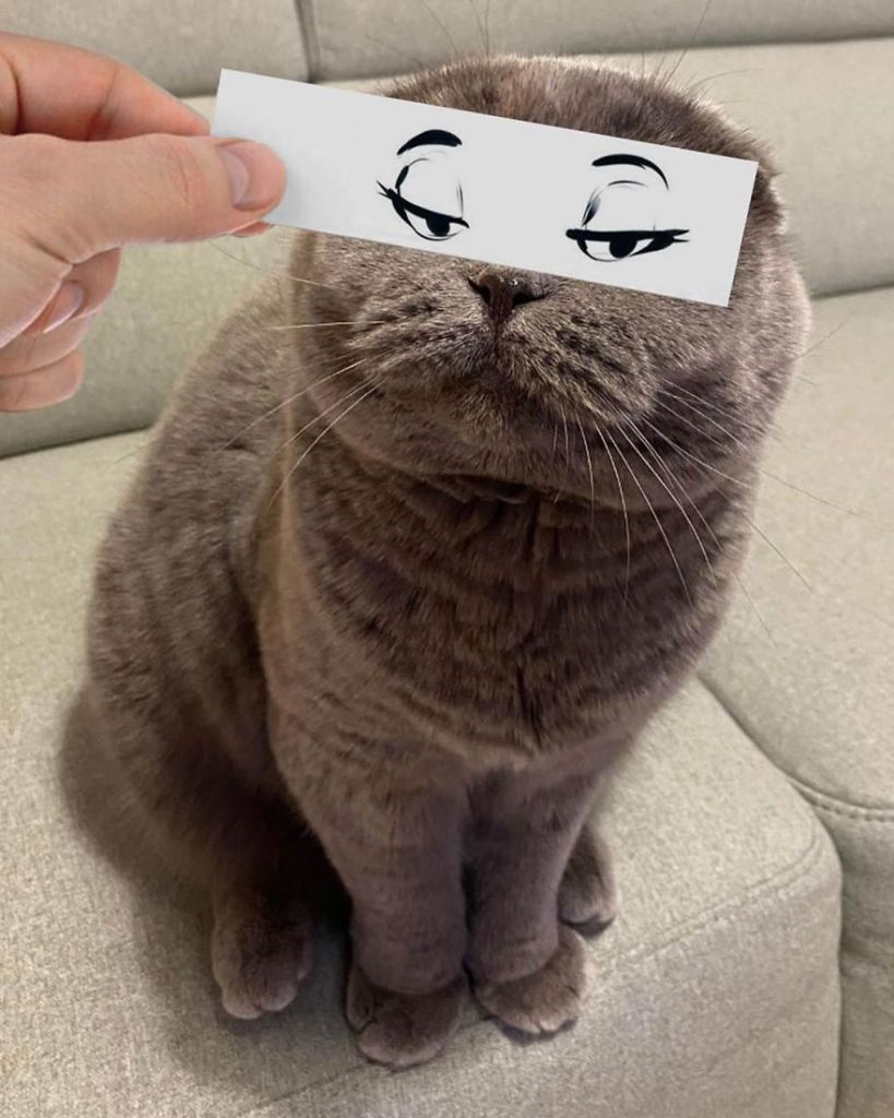 Hombre pone recortes en la cara de sus gatos para