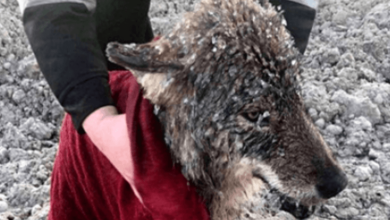 Hombres salvan a lobo confundido con un perro de ahogarse