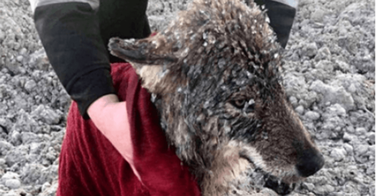 Hombres salvan a Lobo, confundido con un perro, de ahogarse en agua helada 1 Hombres salvan a Lobo confundido con un perro de ahogarse
