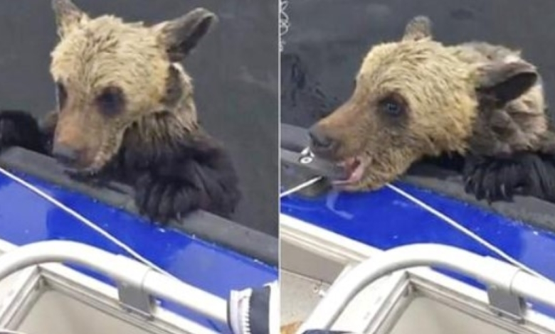Las patas de un oso bebé se ahogan en un bote para dejar que muerdan mientras los machos no se mueven 1 Las patas de un oso bebe se ahogan en un