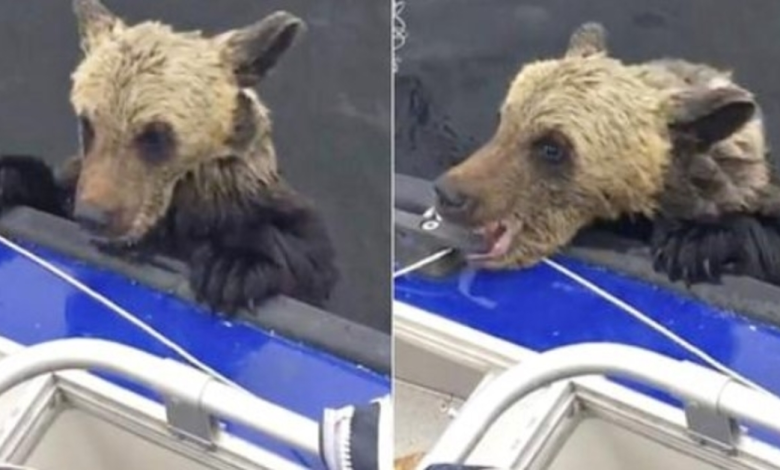 Las patas de un oso bebe se ahogan en un