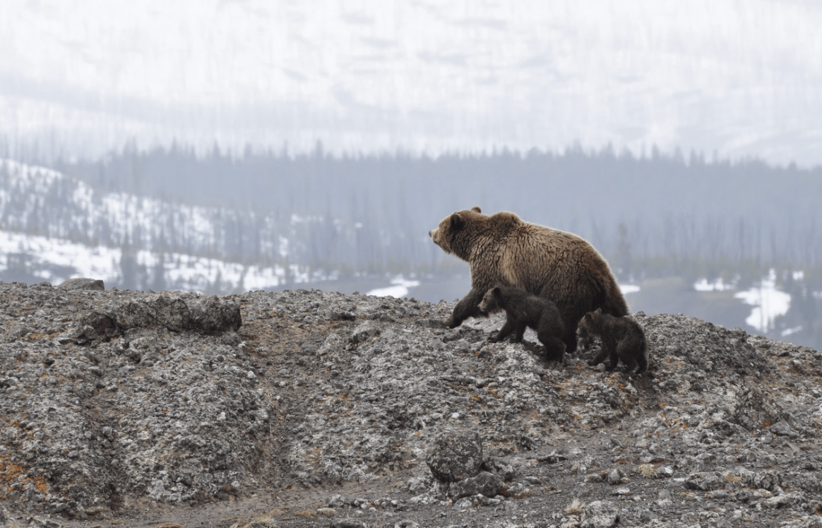 Las patas de un oso bebe se ahogan en un