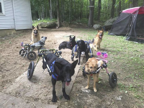 Mujer adopta 6 perros discapacitados que nadie queria y les