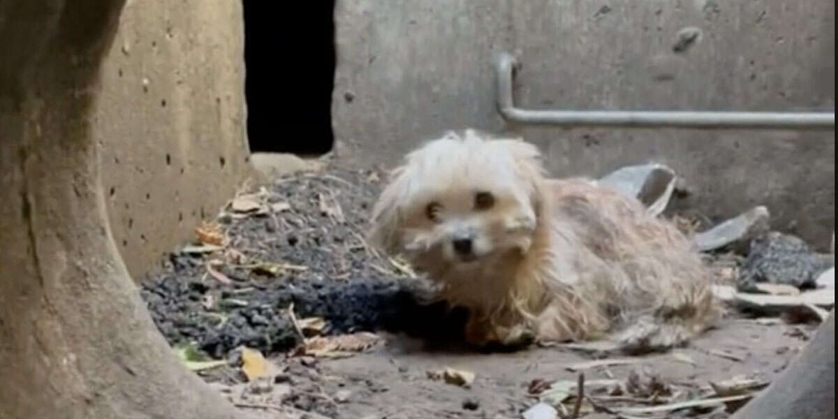 Un perro atrapado en lo profundo de una alcantarilla había perdido la esperanza de ser encontrado 1 Un perro atrapado en lo profundo de una alcantarilla habia