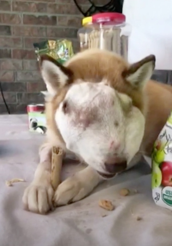 Una mujer adopta un husky no deseado con un tumor