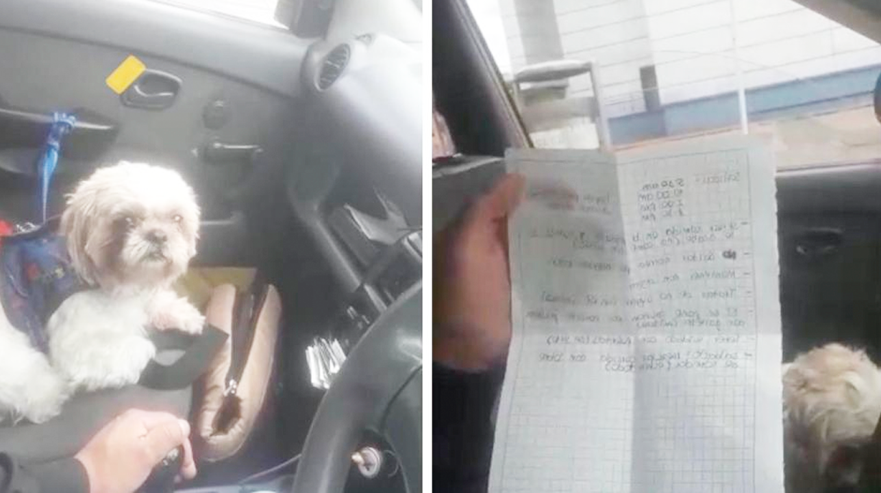Dejas un cachorro en un taxi con una nota con instrucciones sobre cómo cuidarlo. 1 1659502095 Dejas un cachorro en un taxi con una nota con