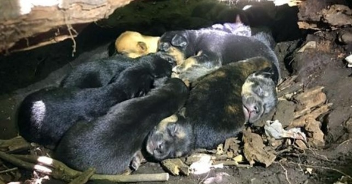 A pesar de su pata rota, Mama Dog llevó a los 13 cachorros al escondite más seguro. 1 1659673369 A pesar de su pata rota Mama Dog llevo a