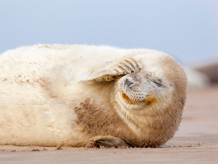 1659674960 326 21 fotos divertidas de focas que no pueden parar de