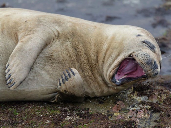 1659674960 339 21 fotos divertidas de focas que no pueden parar de