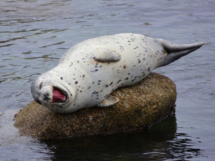 1659674960 405 21 fotos divertidas de focas que no pueden parar de