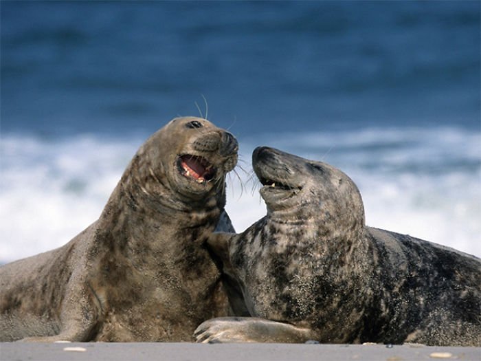 1659674960 466 21 fotos divertidas de focas que no pueden parar de