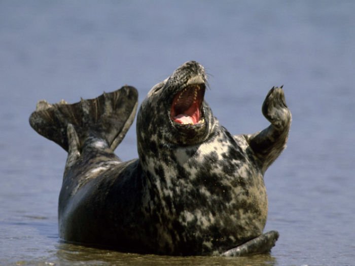 1659674960 641 21 fotos divertidas de focas que no pueden parar de